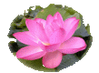 蓮花像