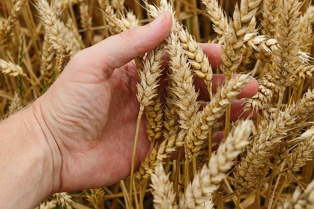 wheat-1530321_640.jpg