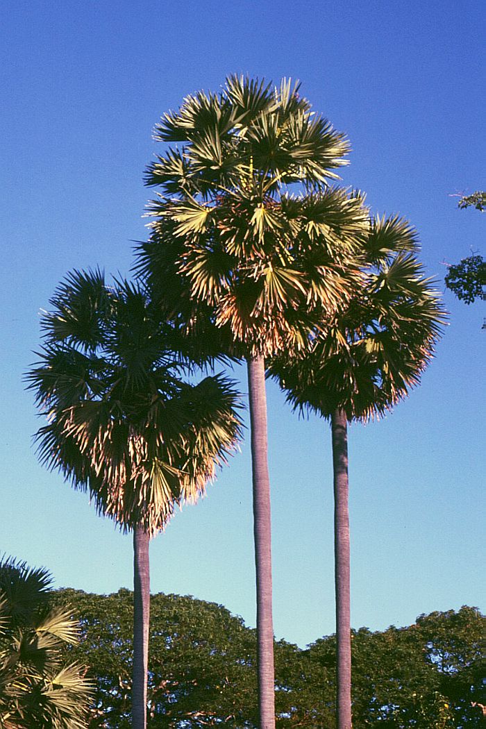 多羅樹照片，取自 Wikipedia 上 Borassus flabelliformis 照片