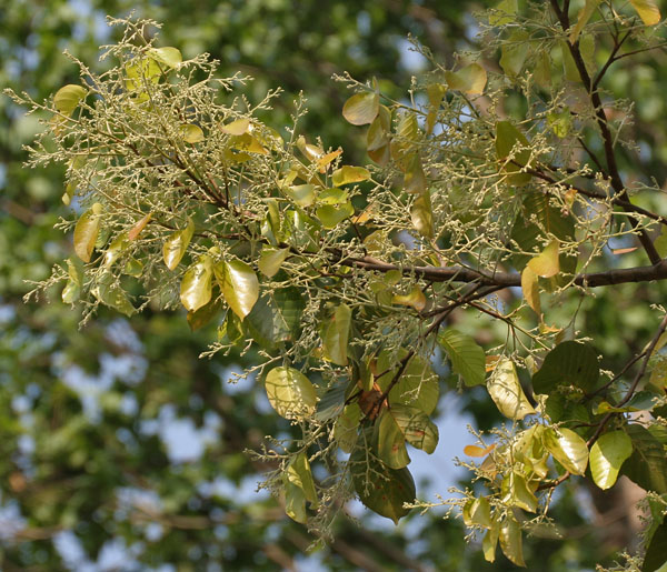 娑羅樹。照片連結自wikipedia