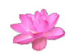 蓮花像