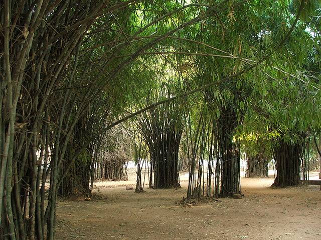 王舍城迦蘭陀竹園