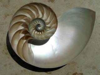 圖片出自https://upload.wikimedia.org/wikipedia/commons/thumb/0/08/NautilusCutawayLogarithmicSpiral.jpg/1920px-NautilusCutawayLogarithmicSpiral.jpg