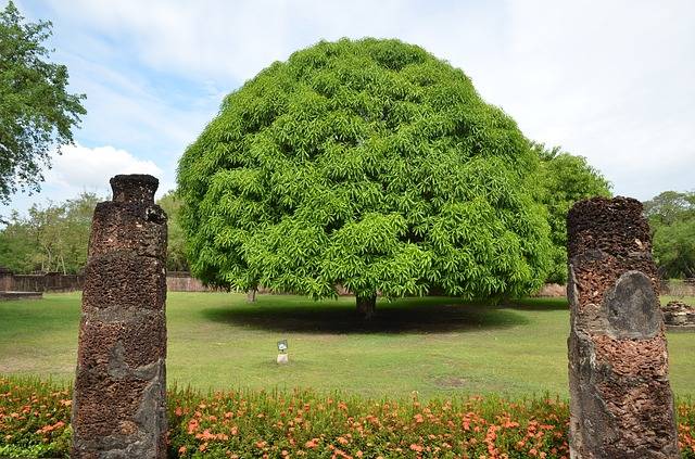 mango-tree-1581750_640.jpg