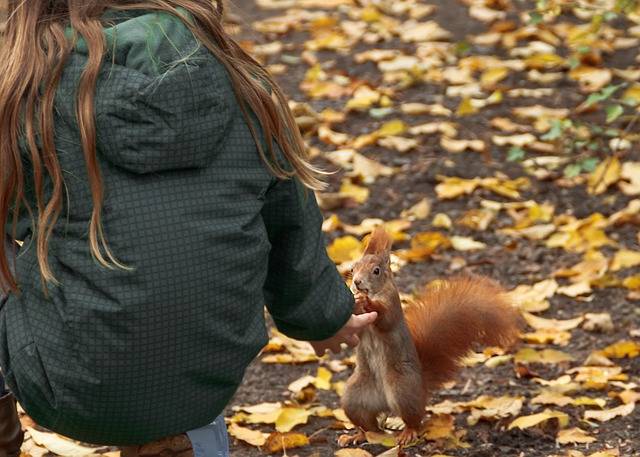 squirrel-528067_640.jpg