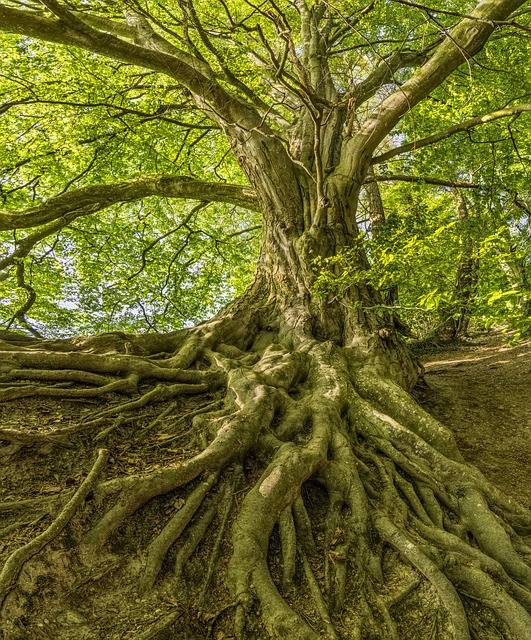 tree-3385957_640.jpg